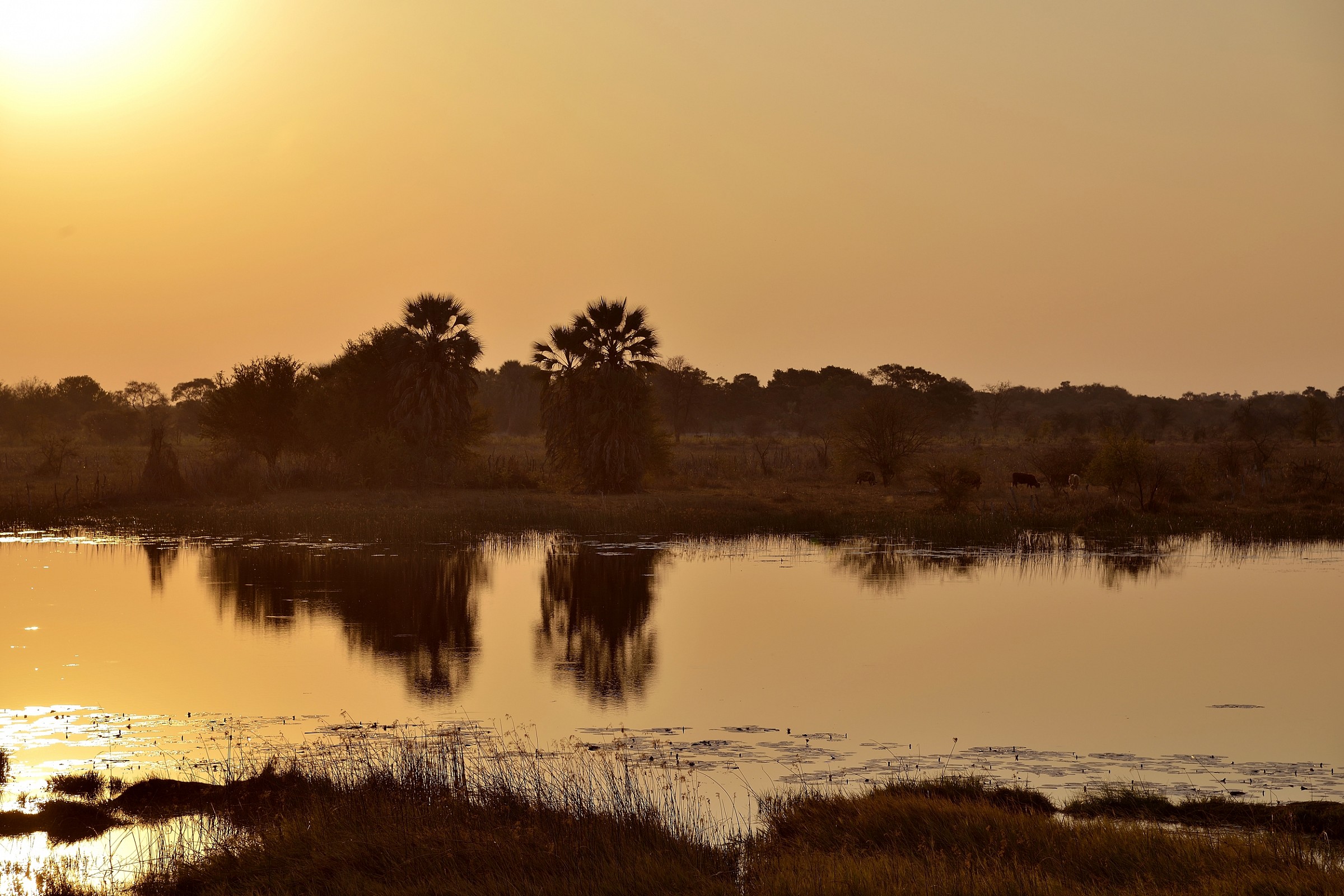 Delta dell'Okavango