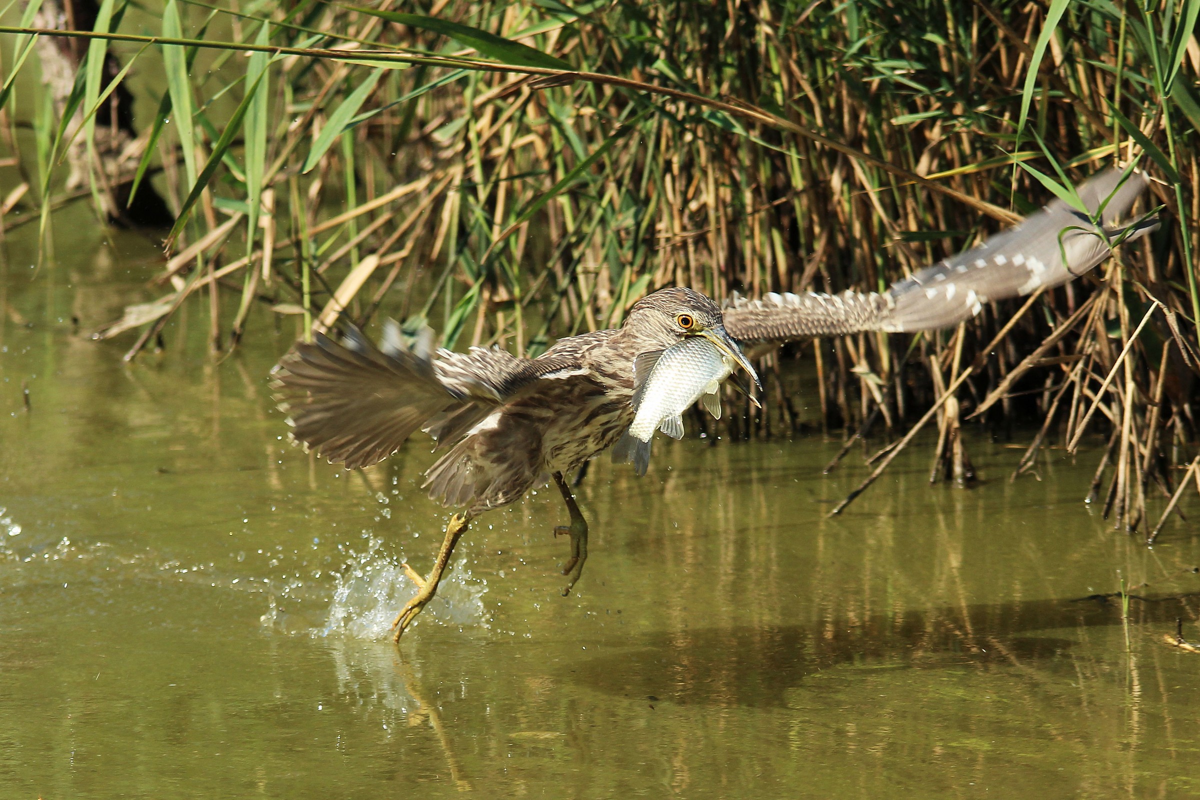 Giovane nitticora-missione compiuta