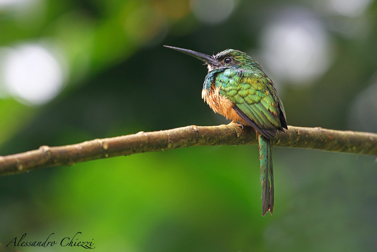 Jacamar codarossiccia