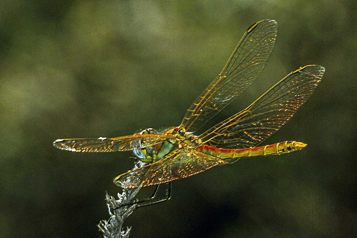 libellula22