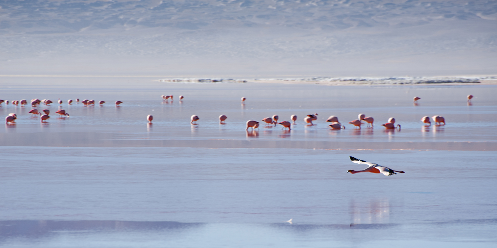 Laguna Colorada 1