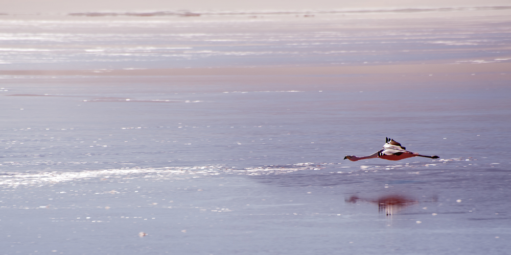 Laguna Colorada 2