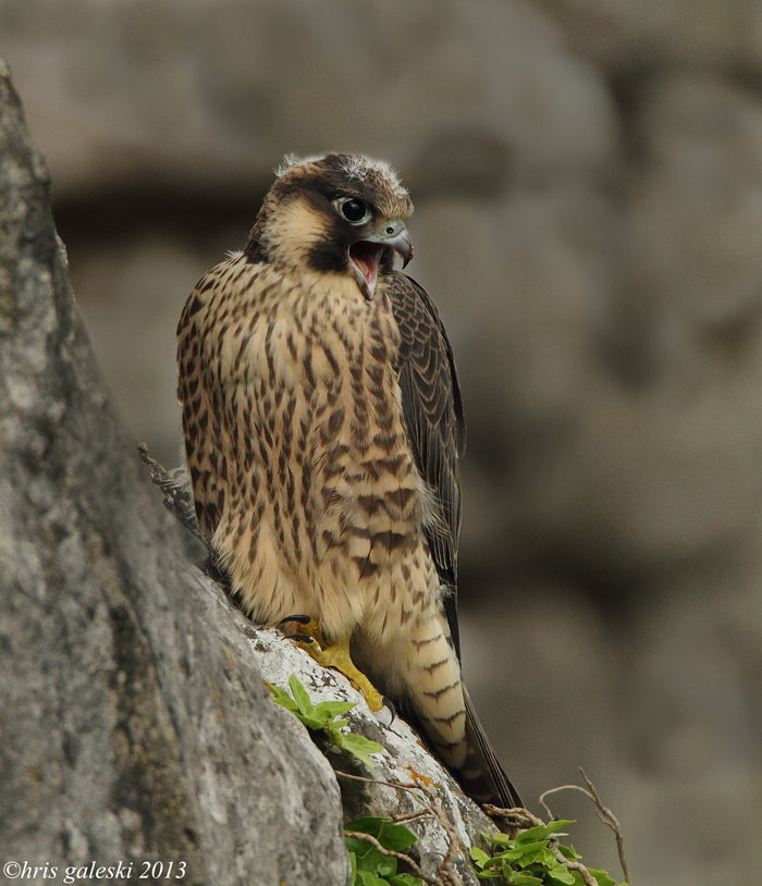 Peregrine titolo