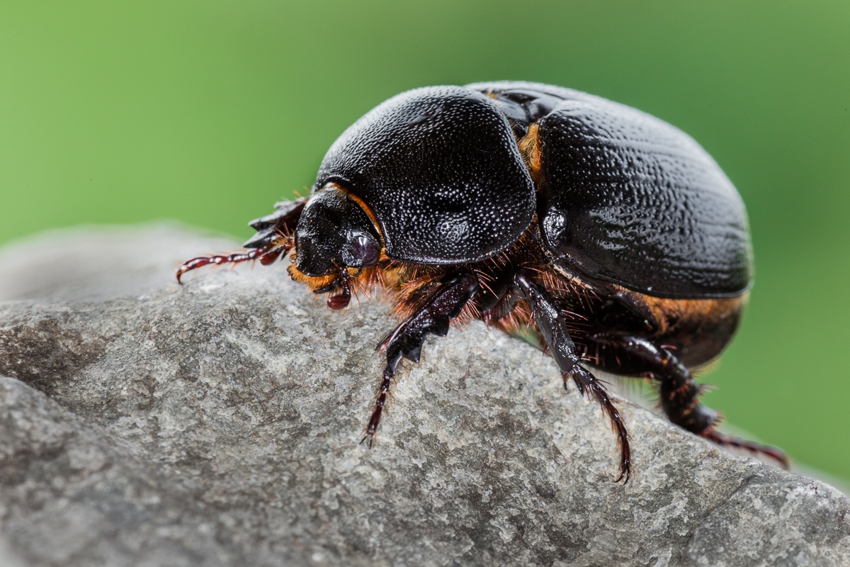 Pentodon bidens punctatus
