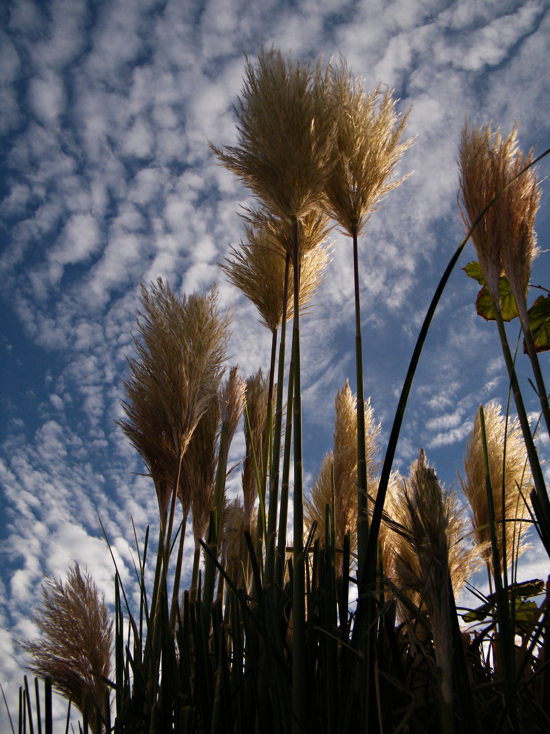 ... reeds in the wind
