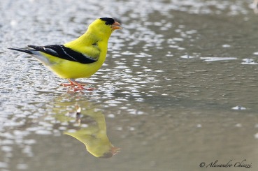 Carduelis tristis