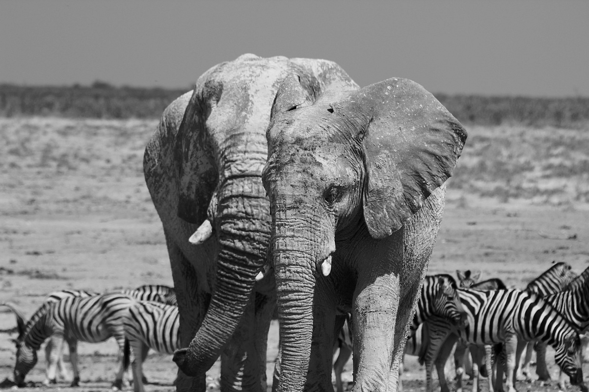 Elephants B/W