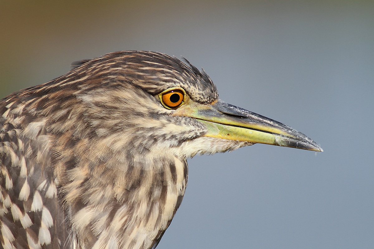 Portrait Night Heron jov.