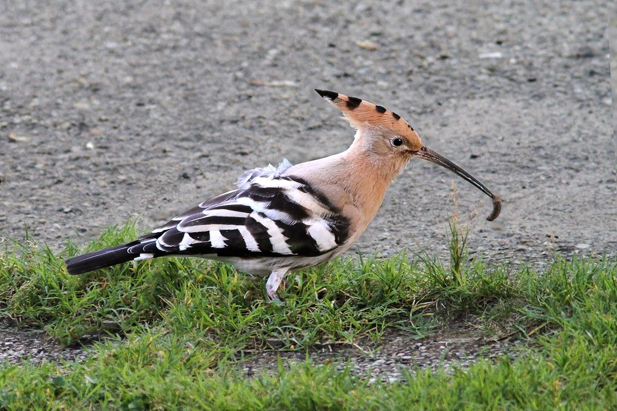 Hoopoe