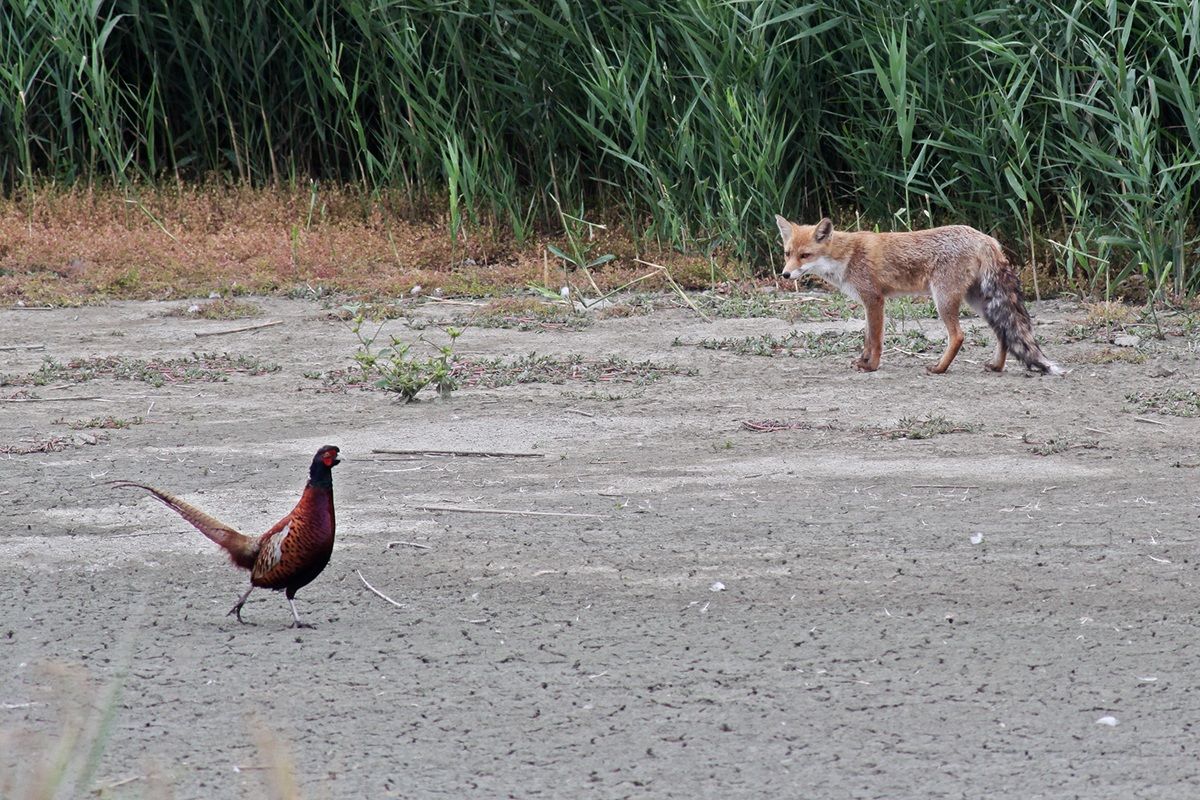 Fox and Pheasant
