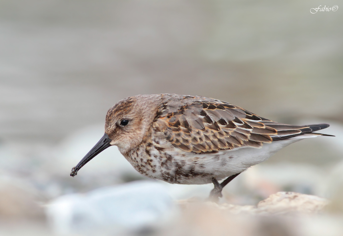 Piovanello pancianera