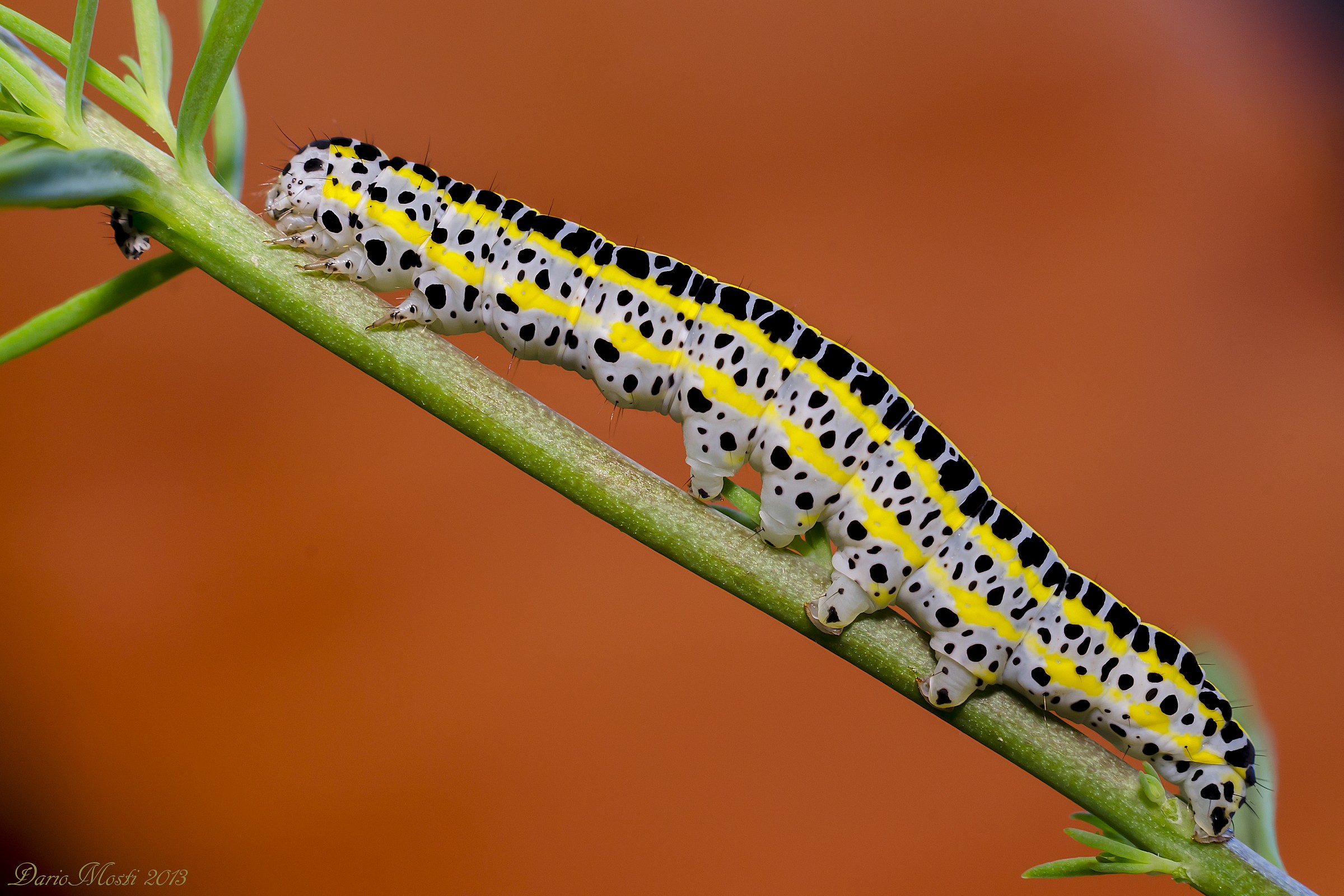 Moth caterpillar Cucullia verbasci.