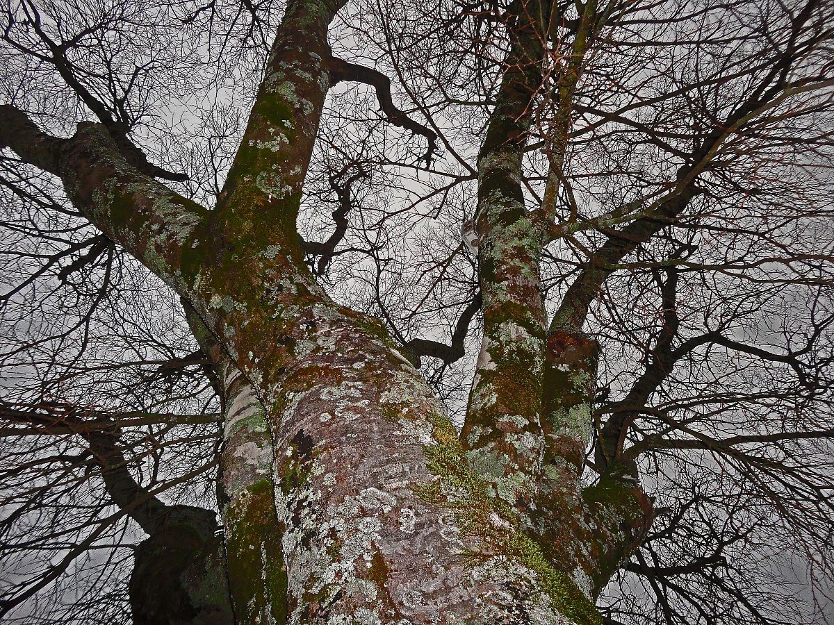Albero verso il cielo