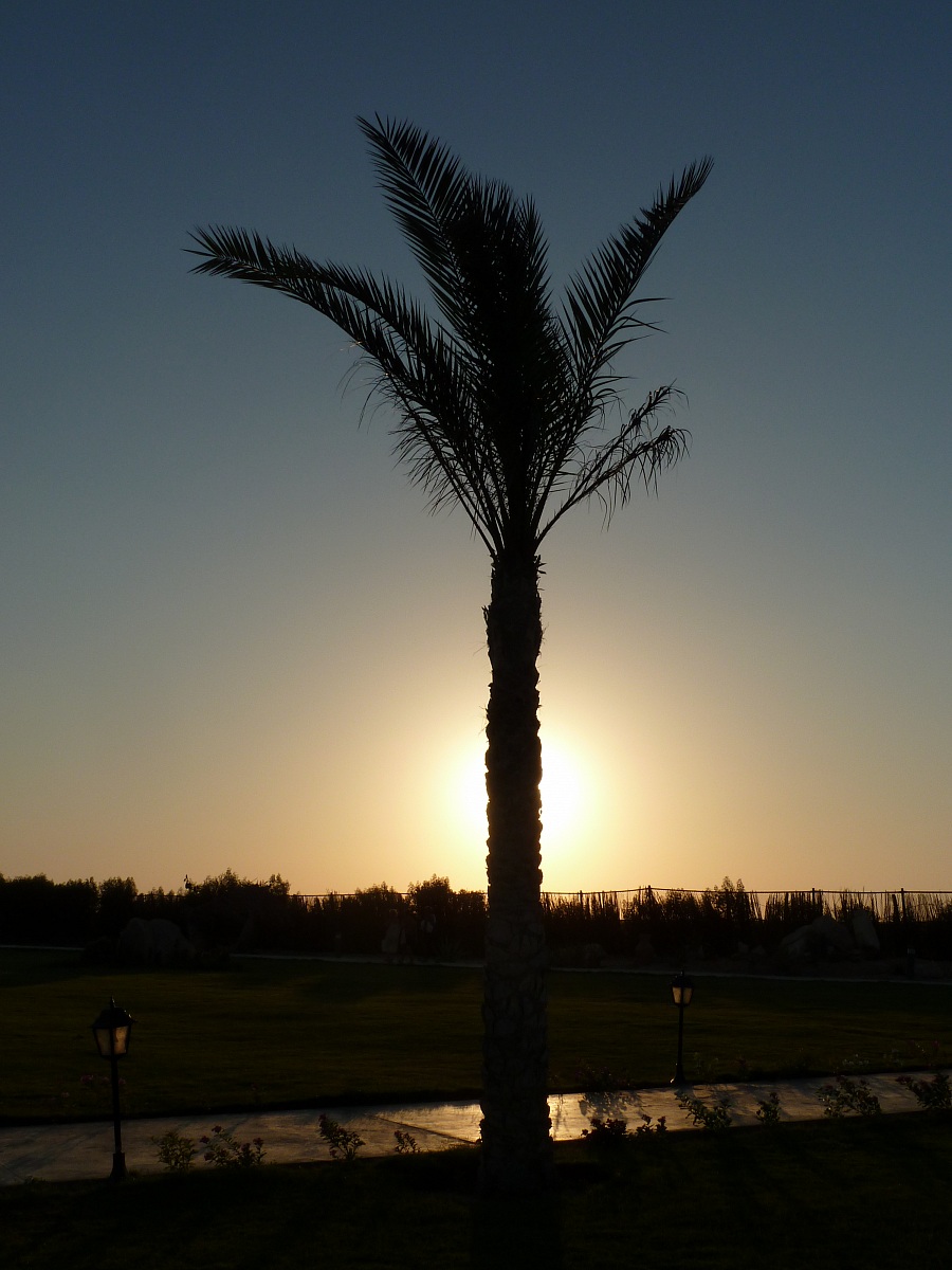 sunset on palm tree