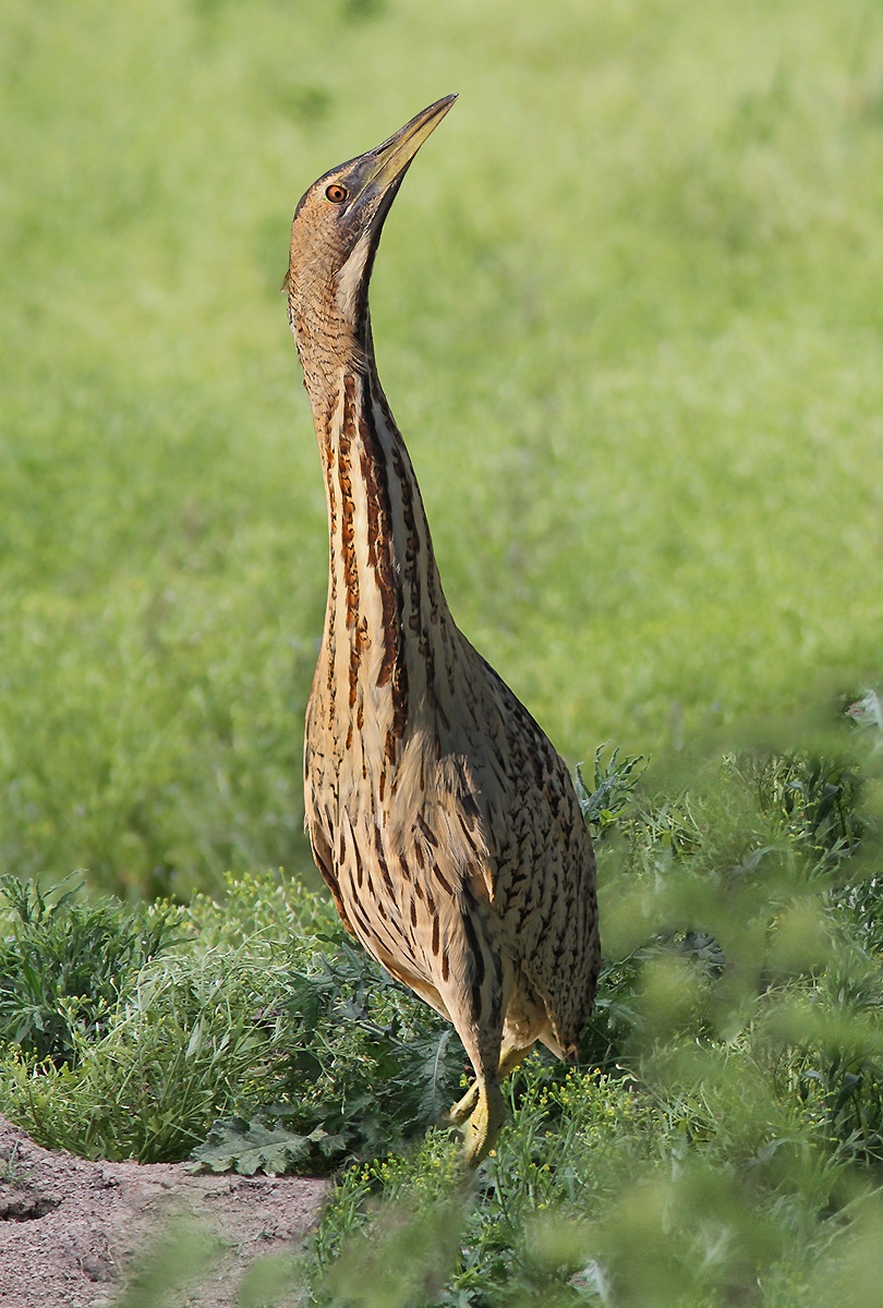 Bittern