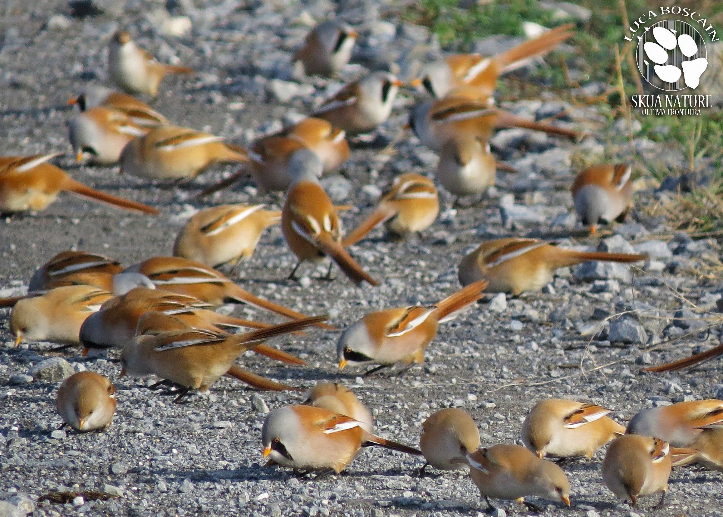 Brulicare allegro di Basettini