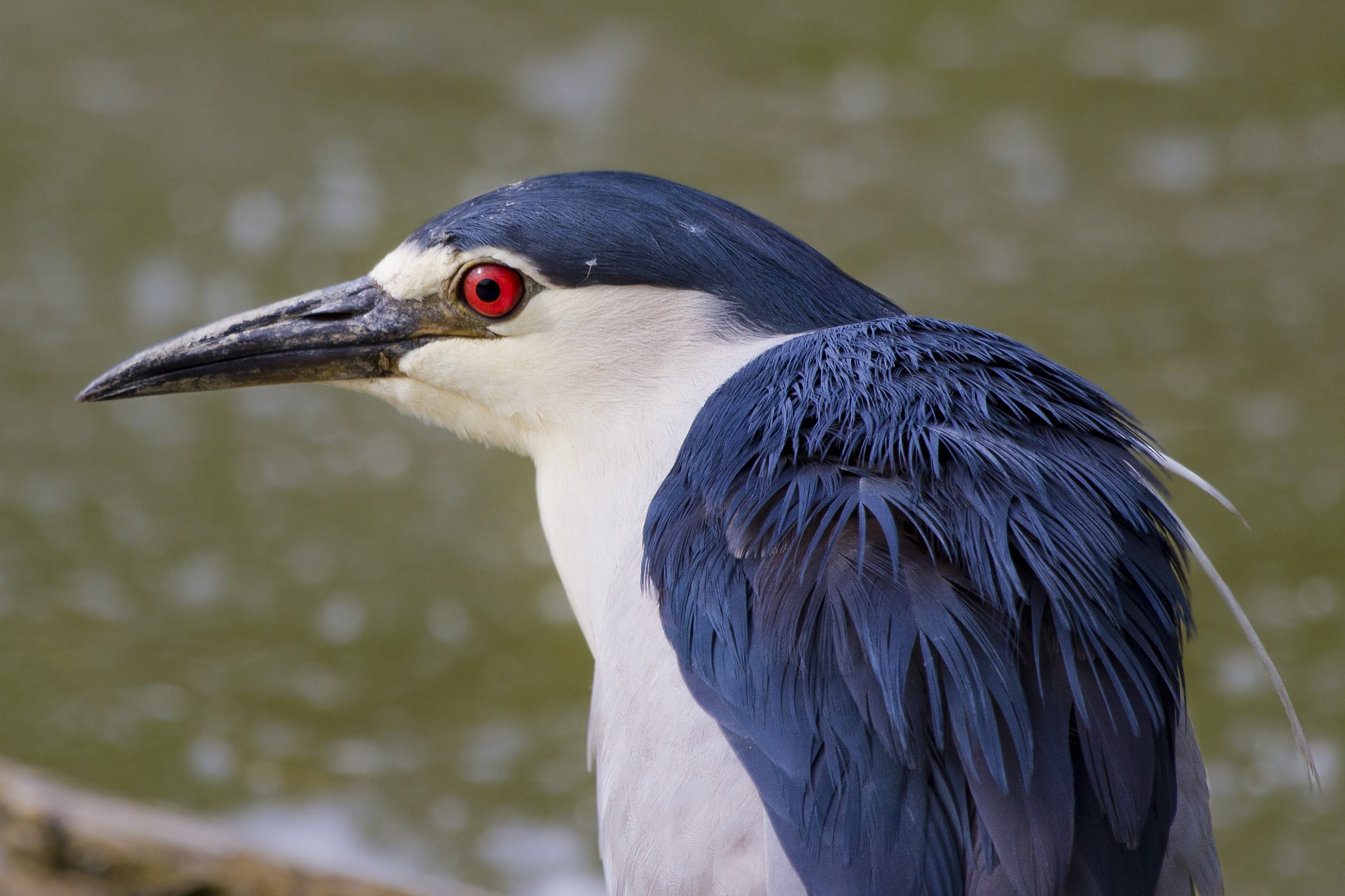 Ritratto di nitticora