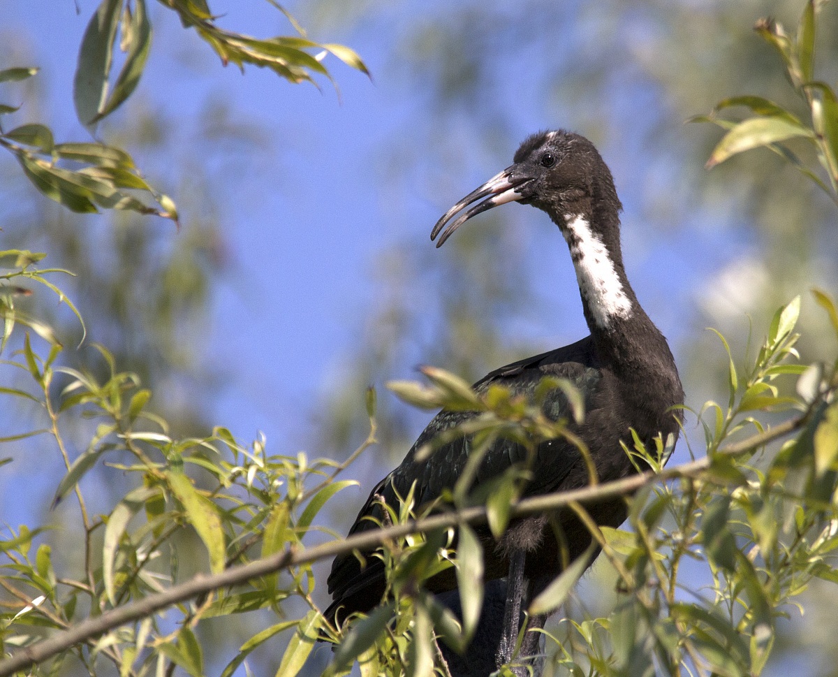 Piccolo di Mignattaio