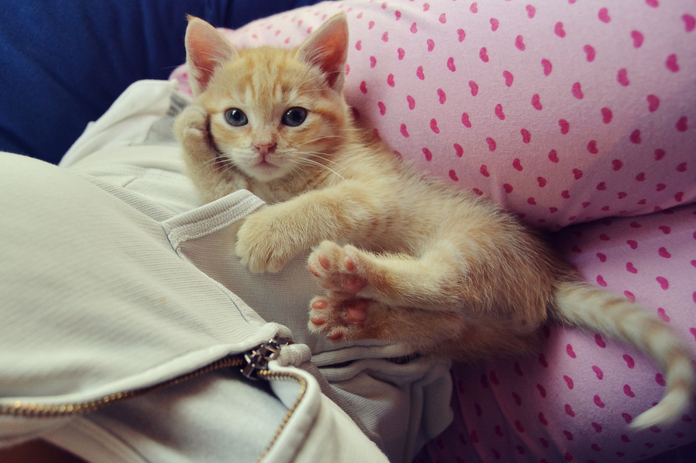 a cat ... posing ...