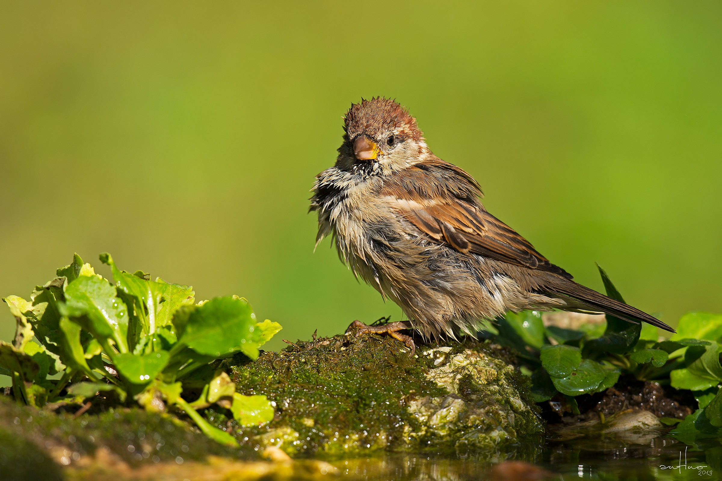 A sparrow wet