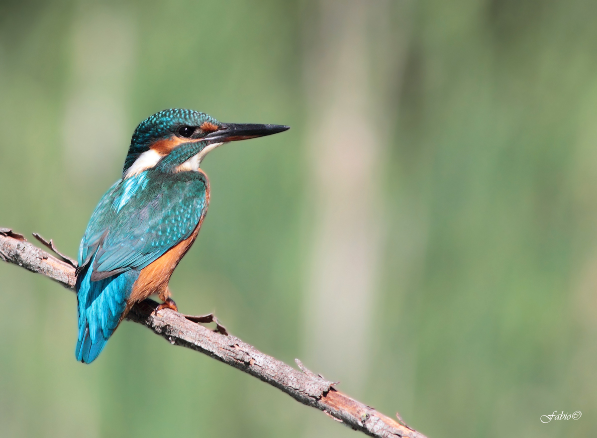 Martin Pescatore (Alcedo atthis)