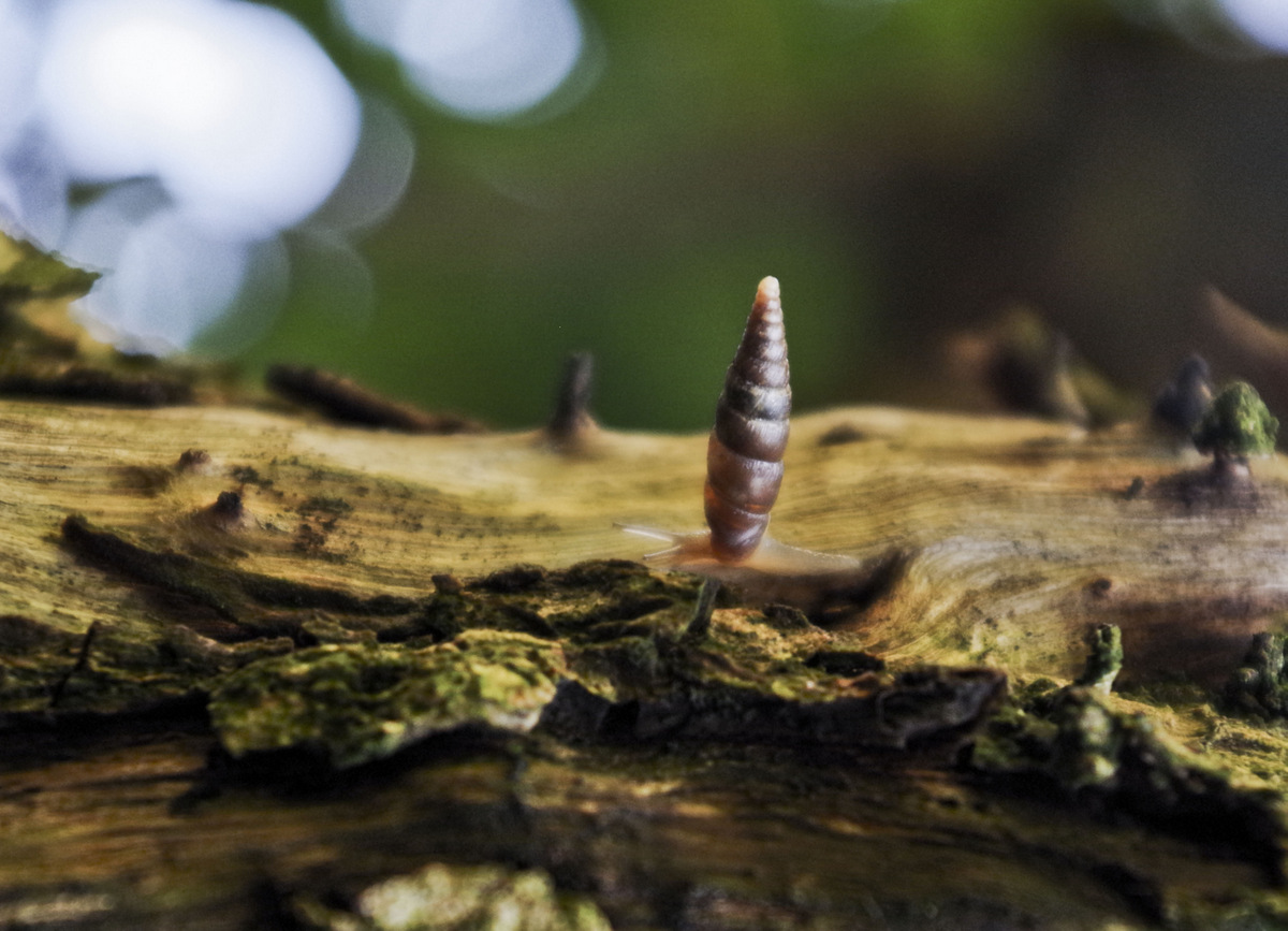 the dream of a snail