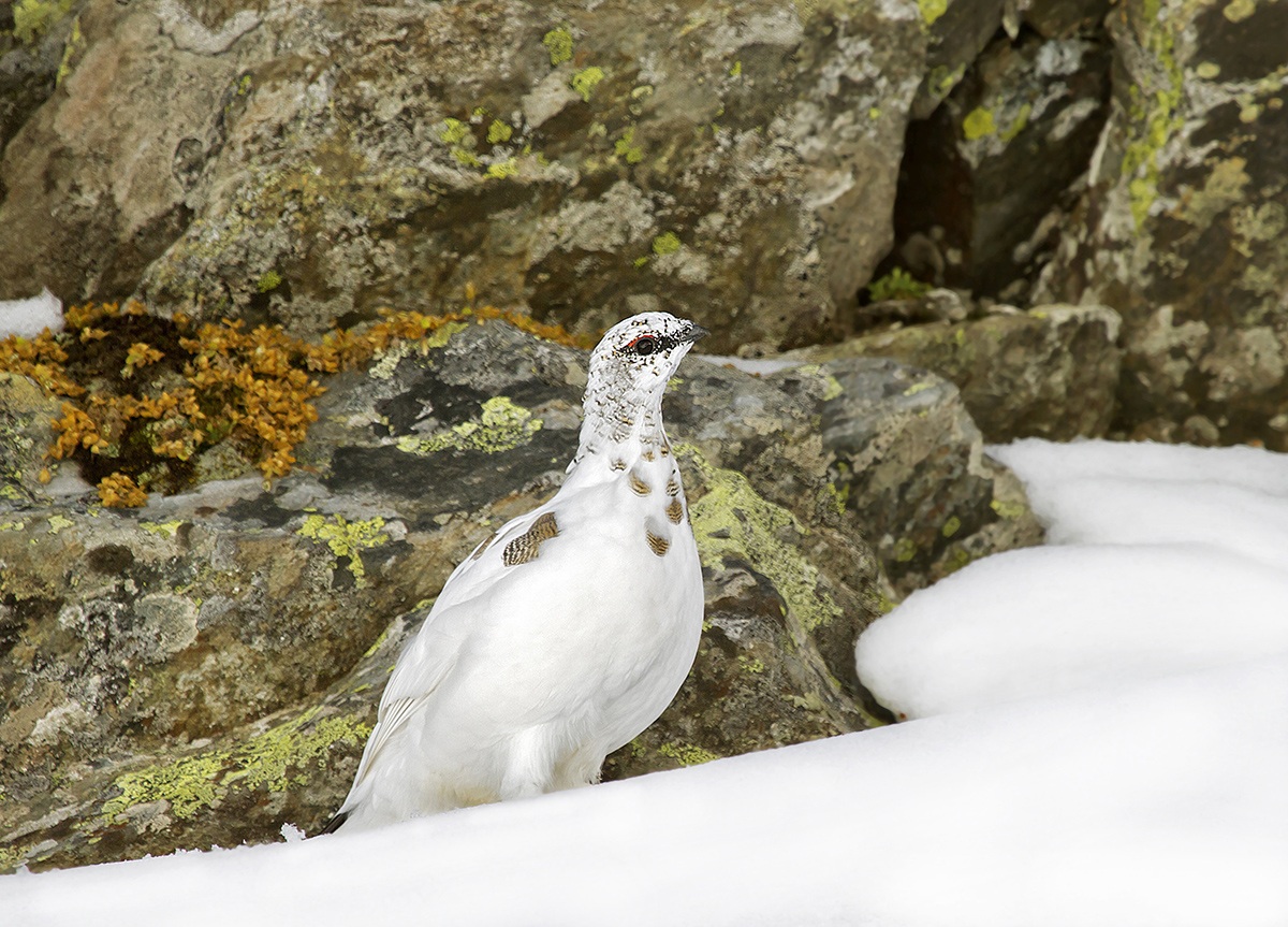 ptarmigan pns high Valcamonica BS
