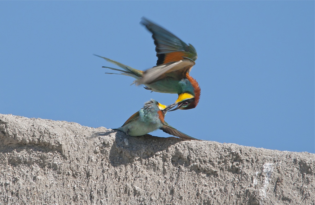 Bee-eaters