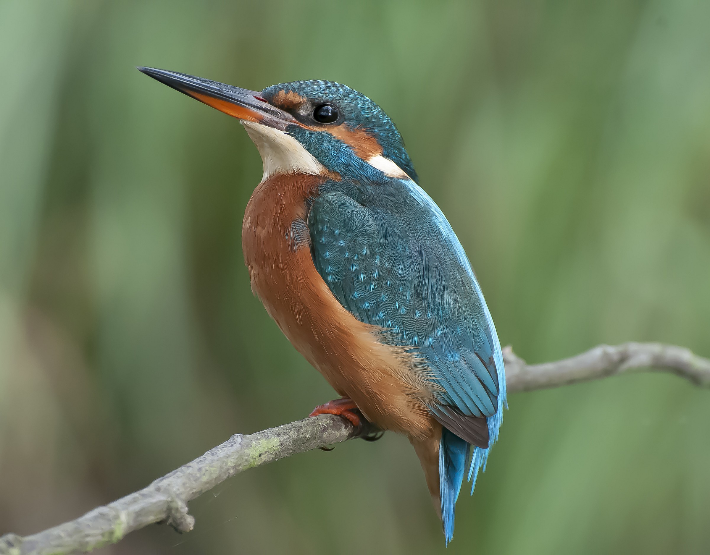 Kingfisher