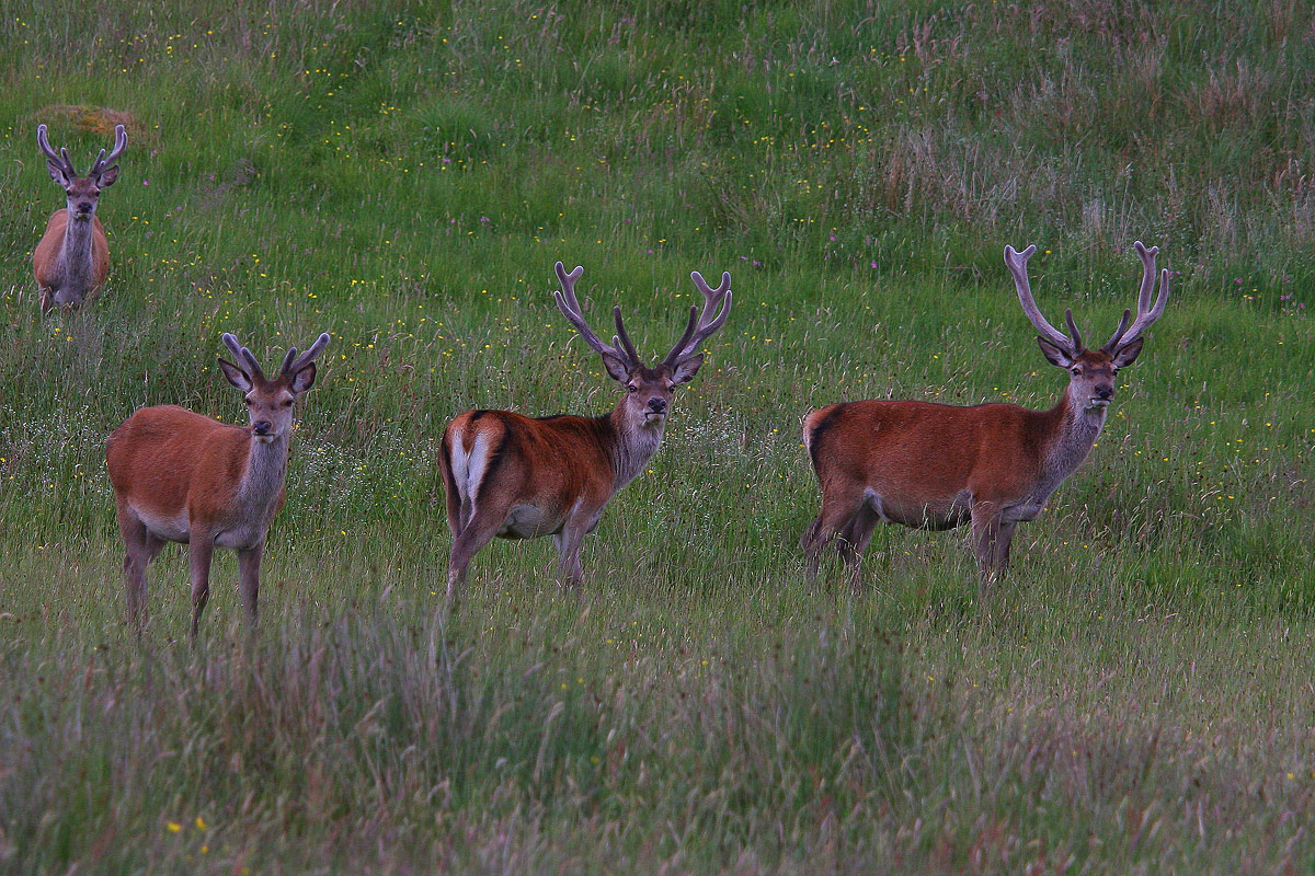 Scottish Red Deer
