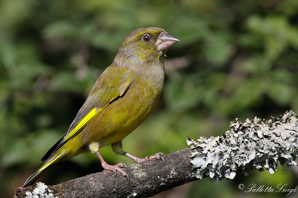 Greenfinch (Carduelis chloris)