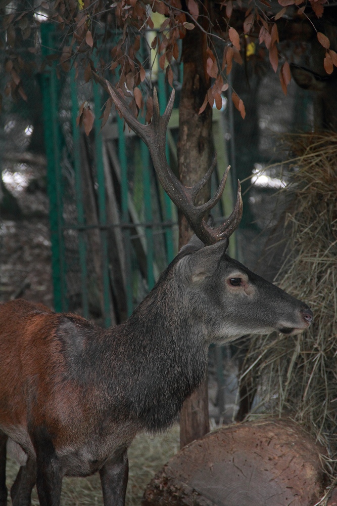 Sardinian deer 1