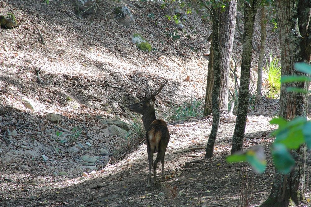 Sardinian deer 2