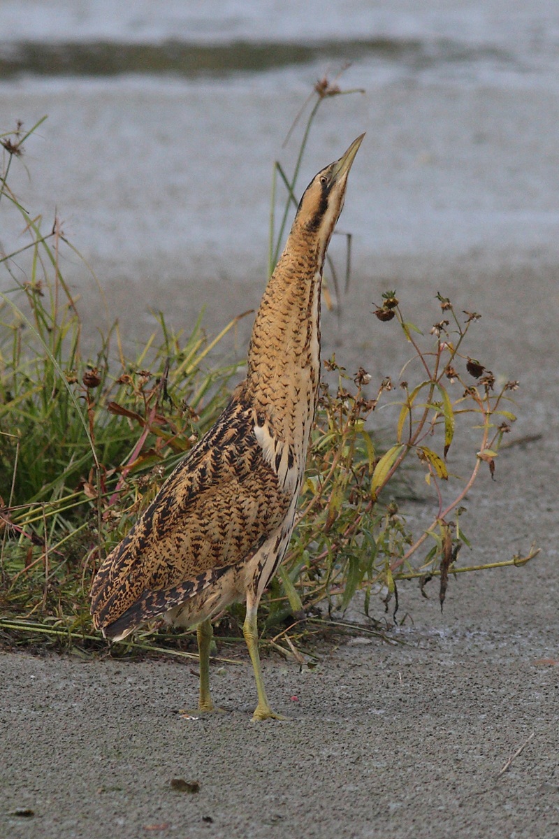 Bittern