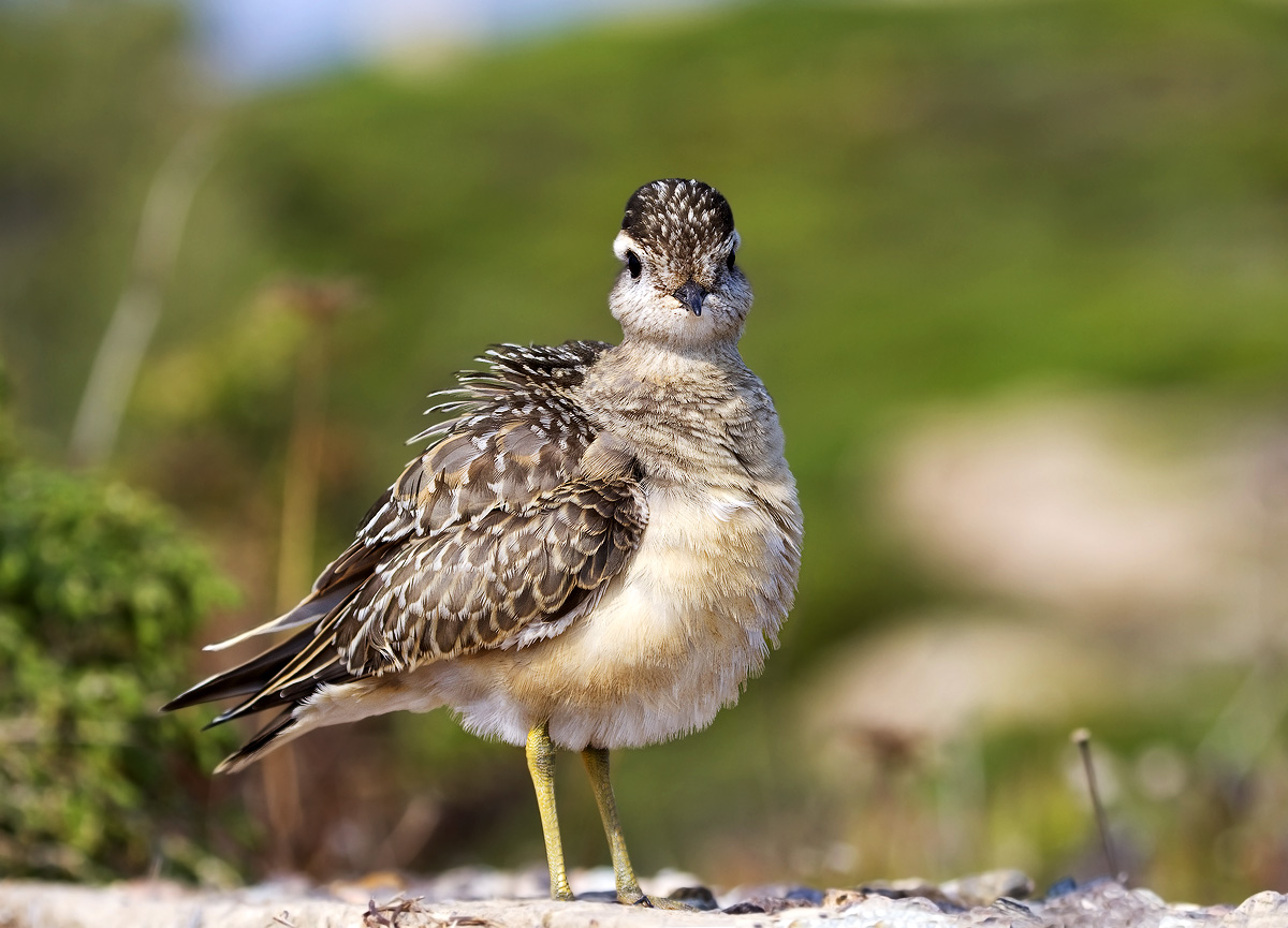 Dotterel