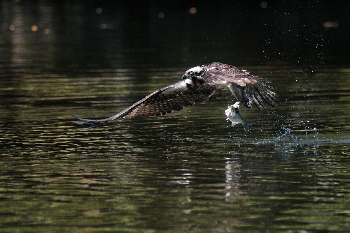 Osprey
