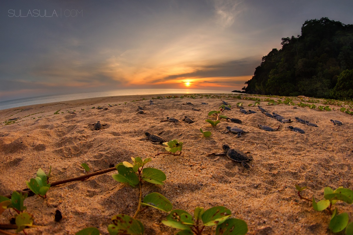 Green Turtles | Borneo