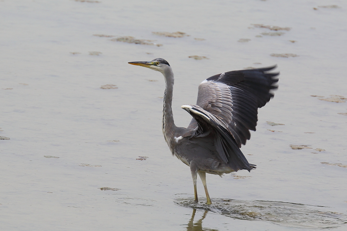 Grey Heron