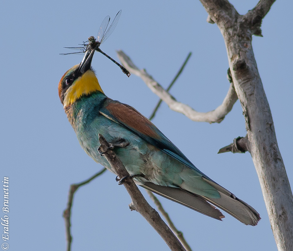 Bee-eater (Merops apiaster)