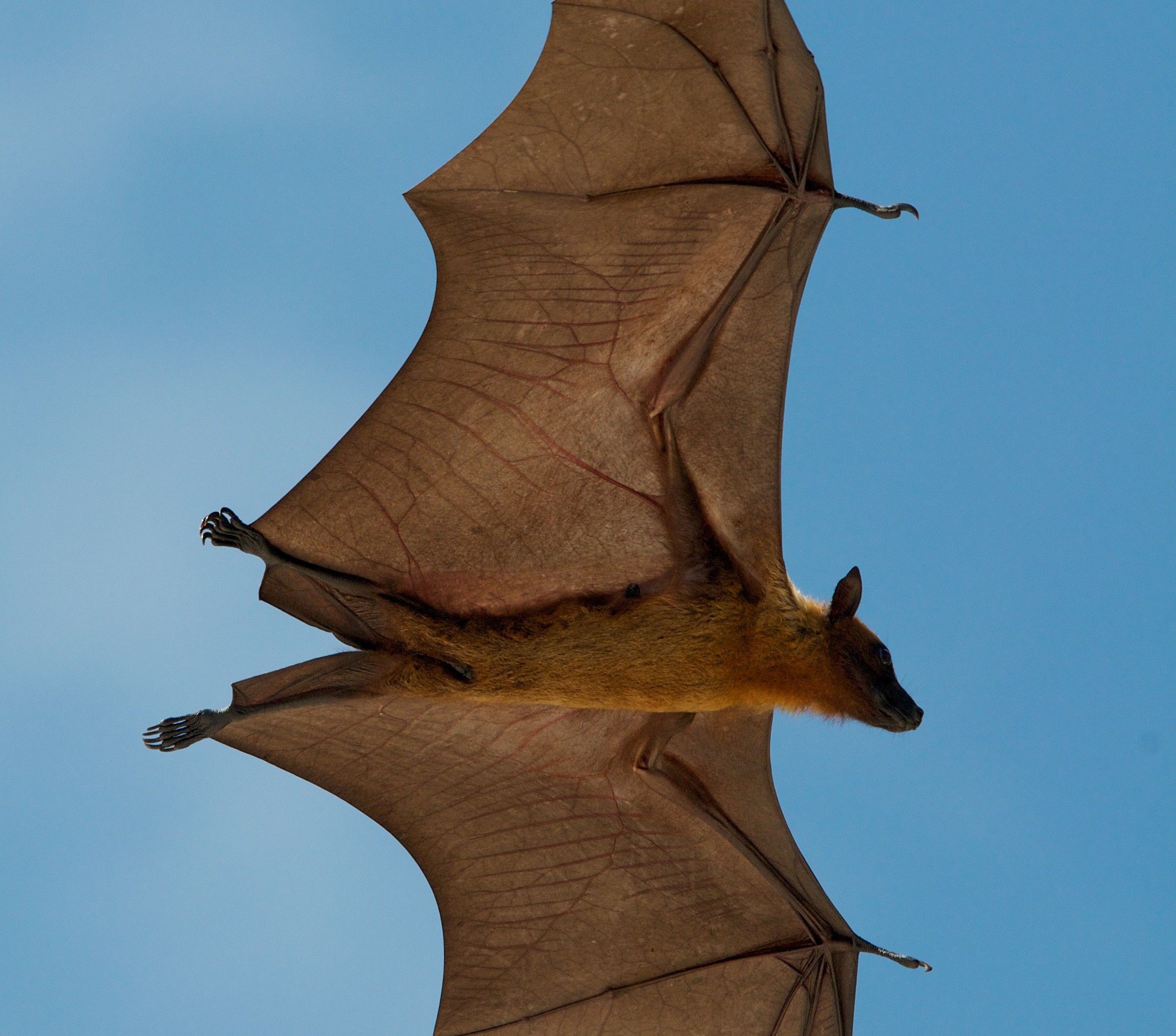 Fruit Bat delle Maldive