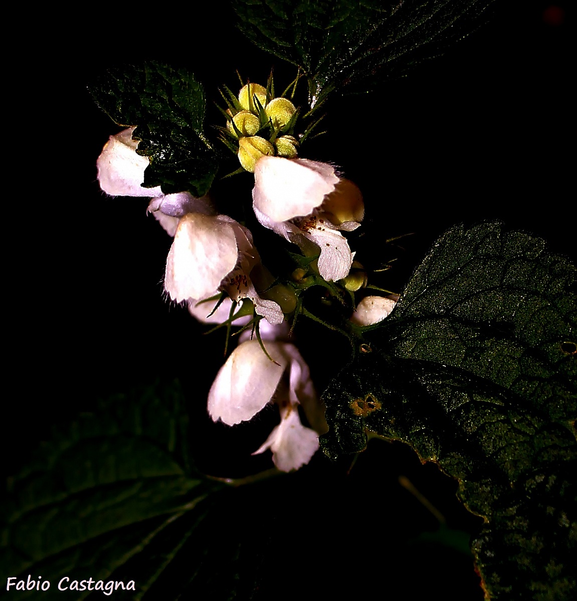 That pink illuminated