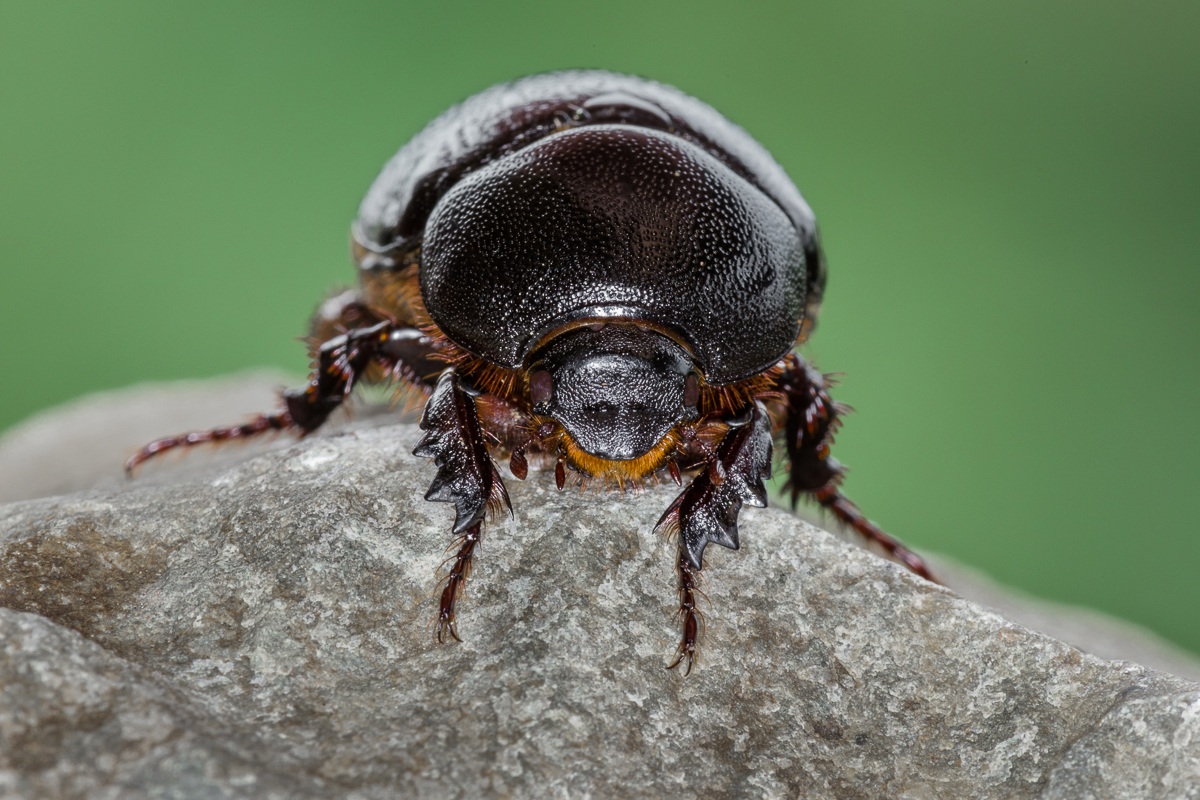 Pentodon bidens punctatus