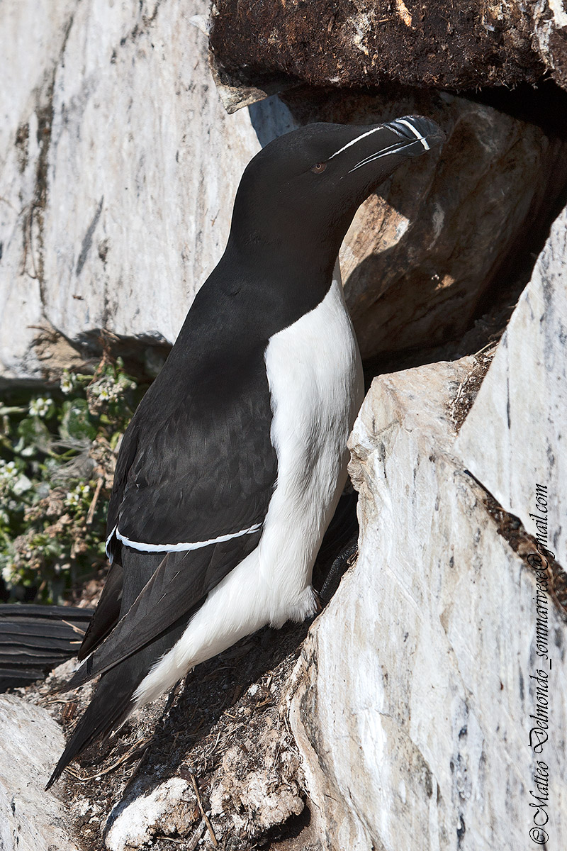 Razorbill