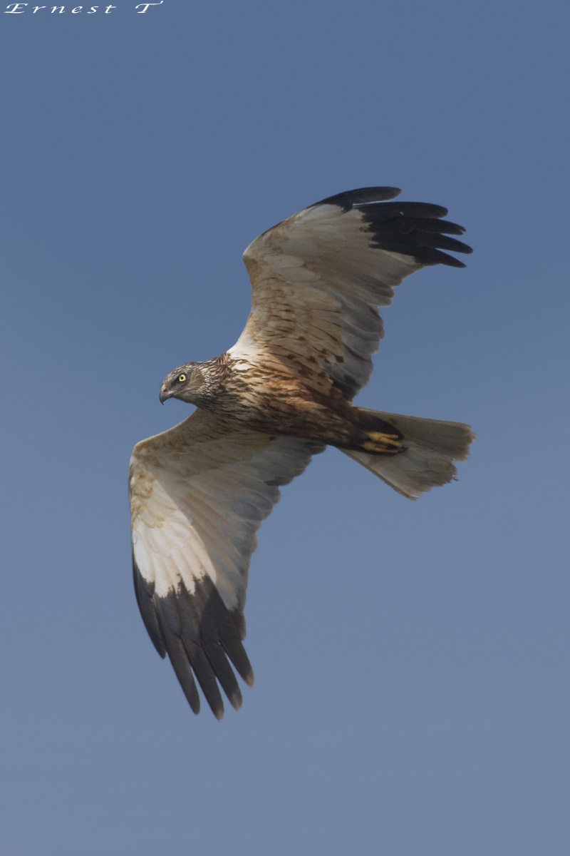 Marsh Harrier