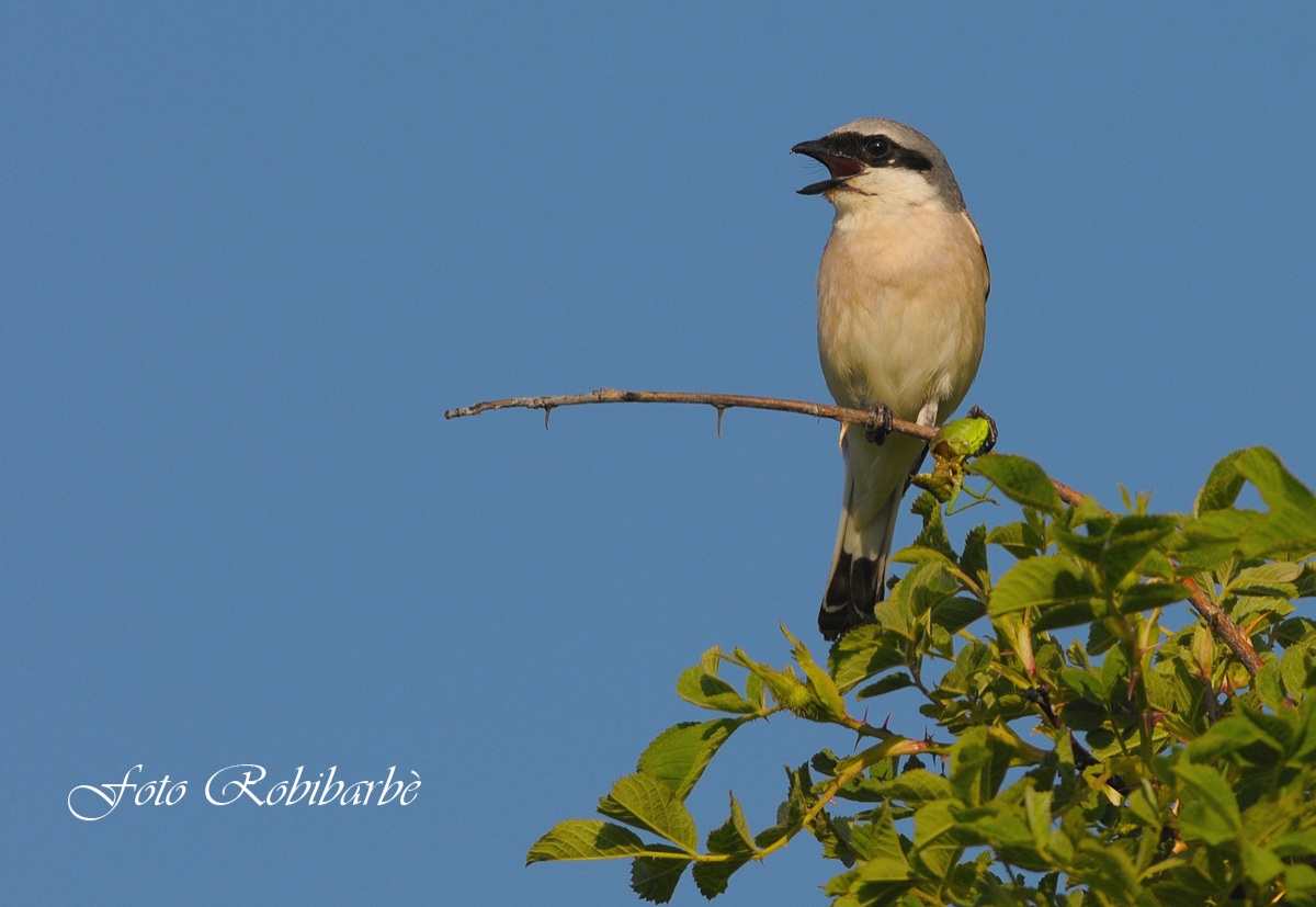 Averla... preda infilzata...