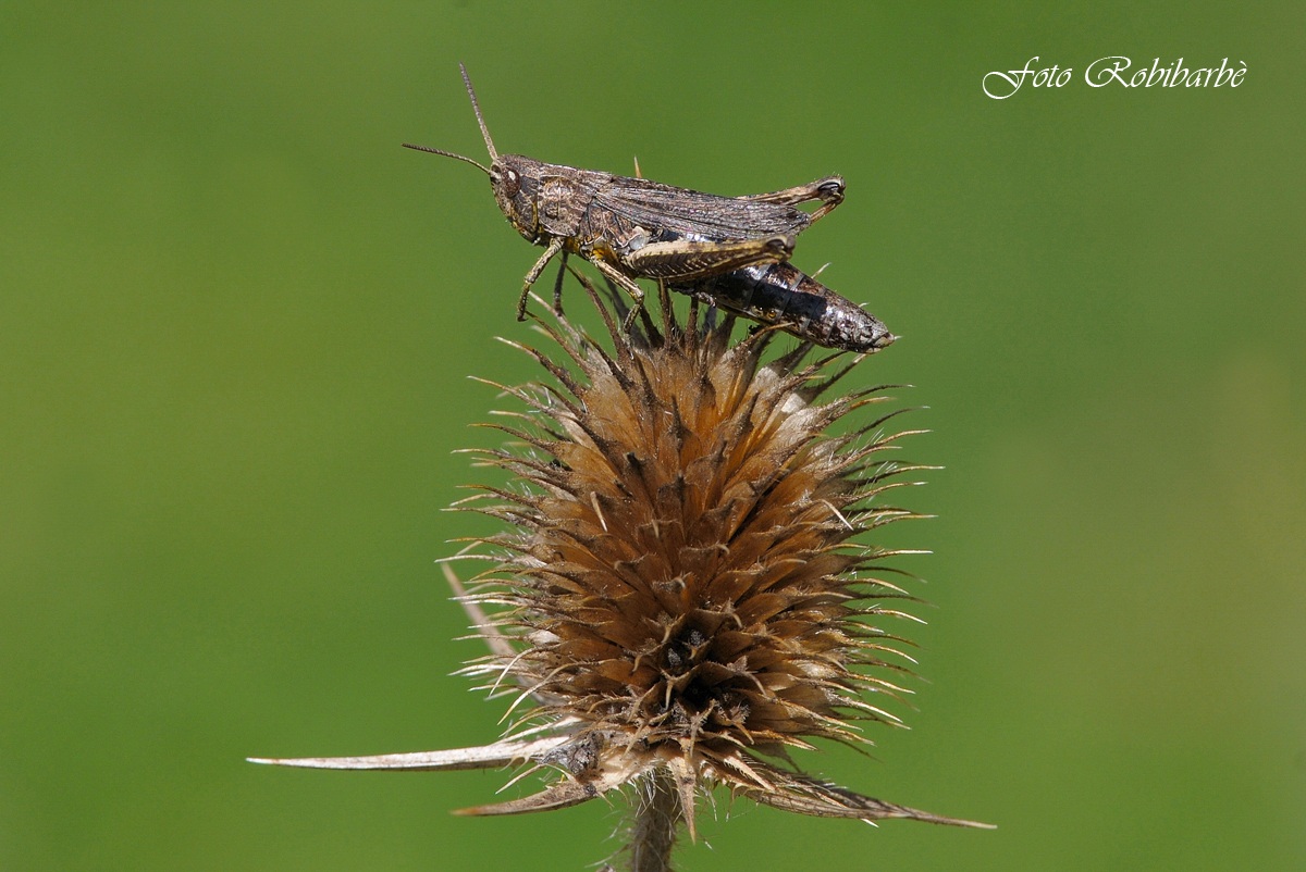 Chorthippus brunneus...famiglia acrididae ..