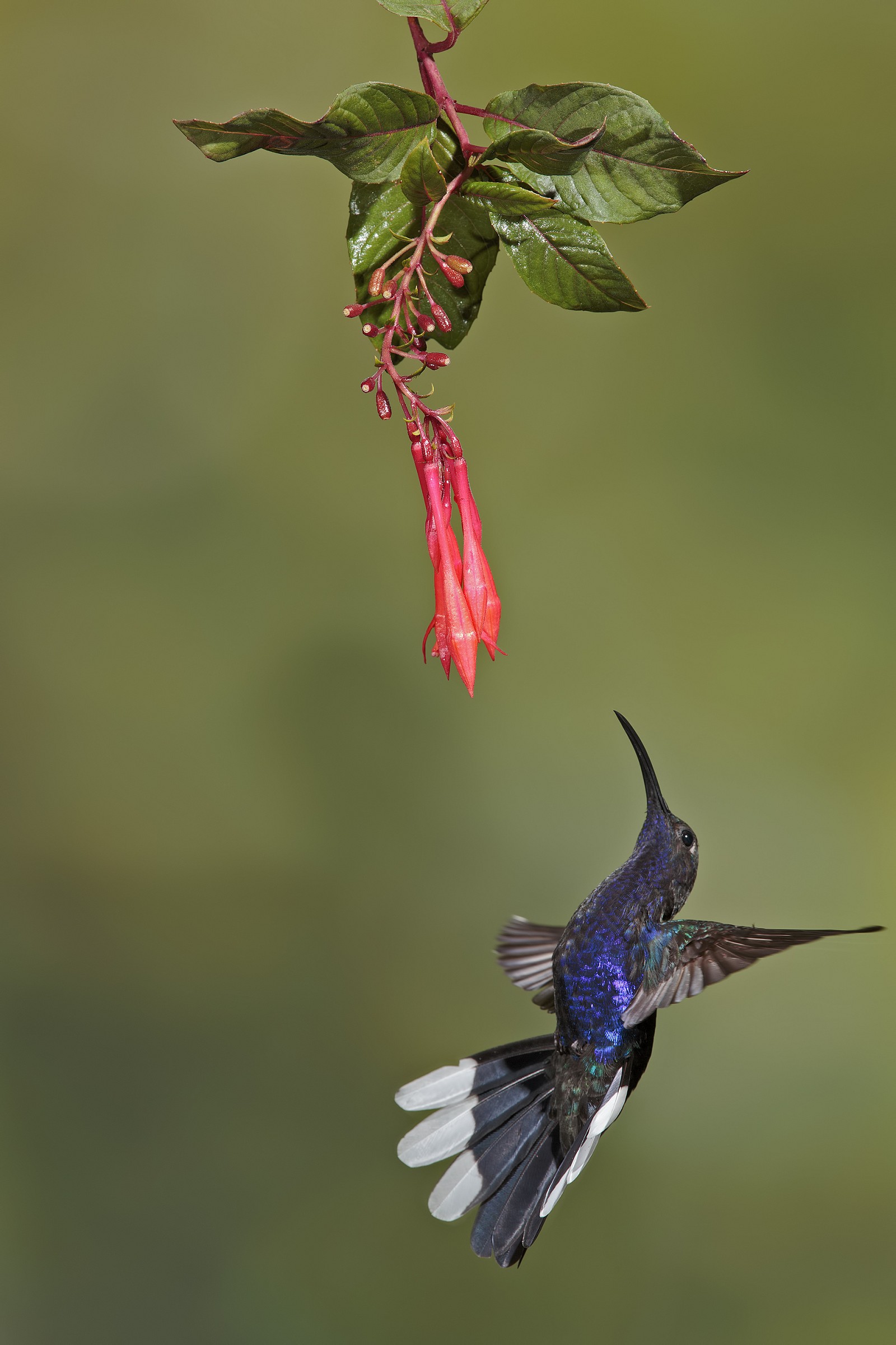 Violet saber-winged hummingbird (Violet Sabrewing