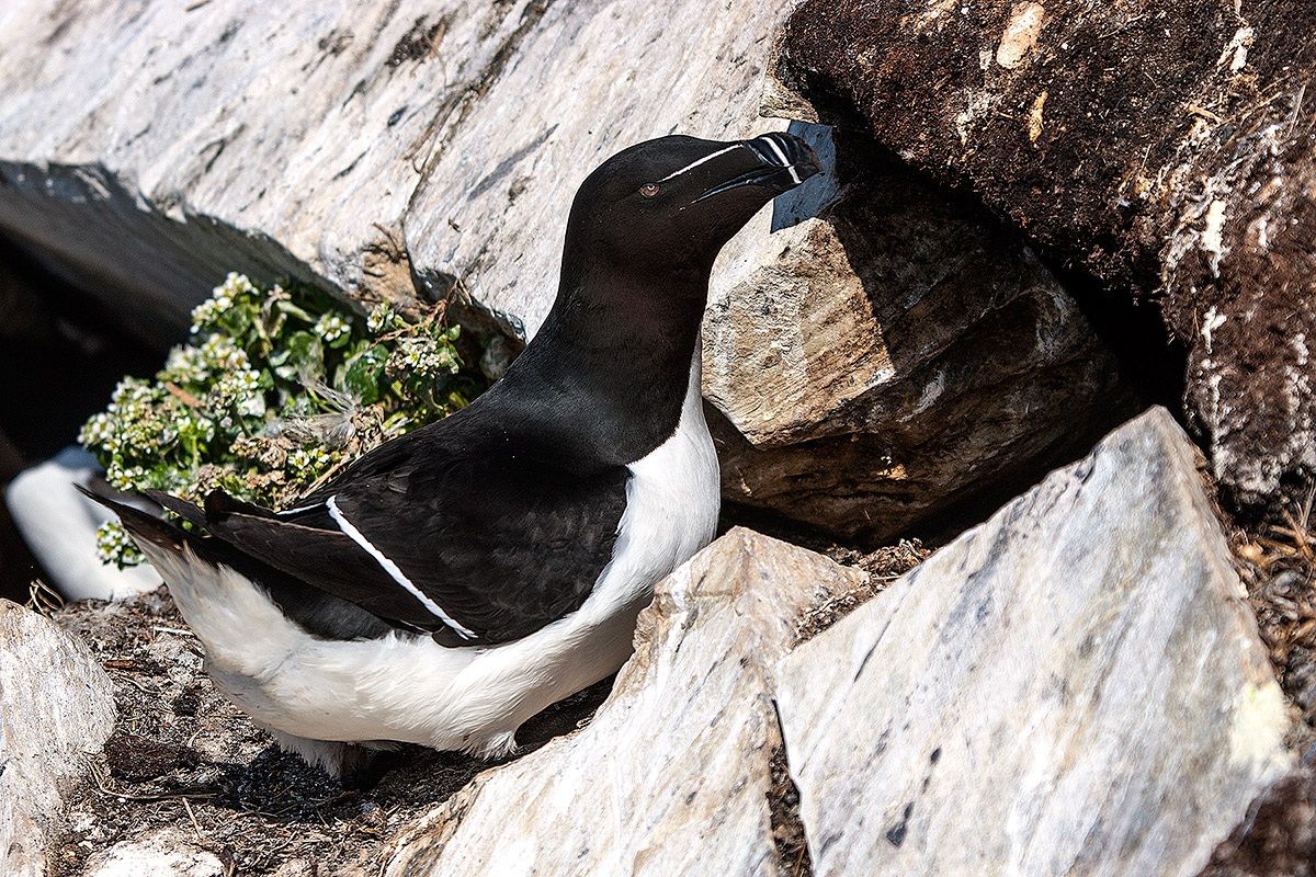 Razorbill