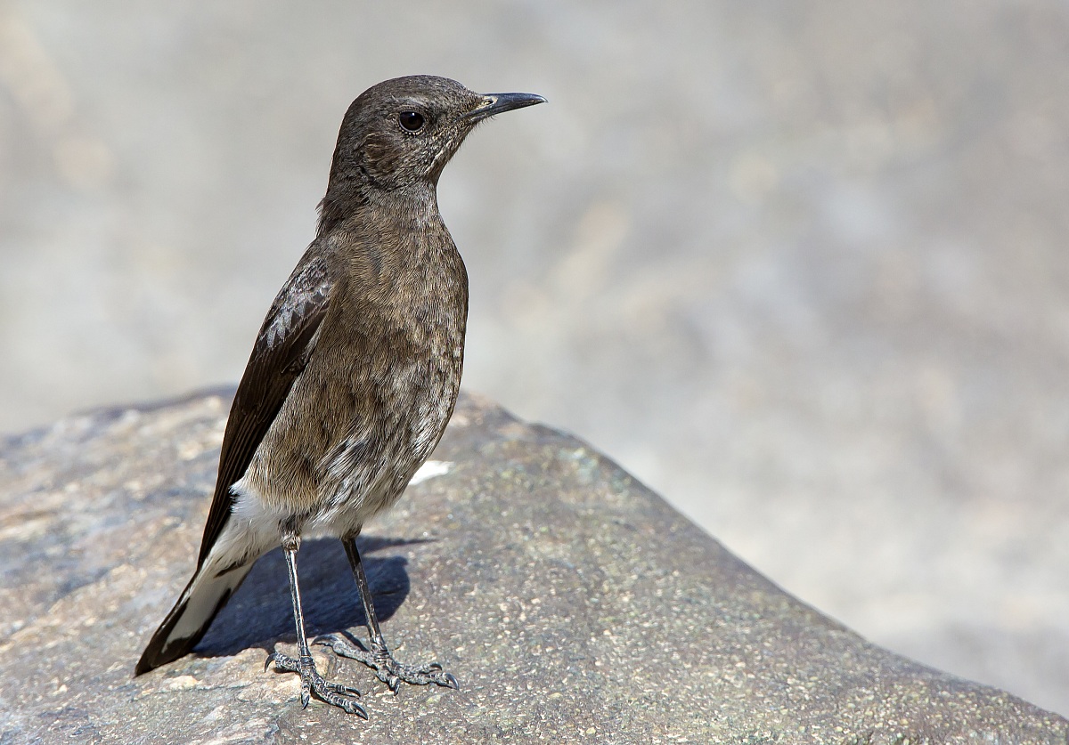 Variable Wheatear