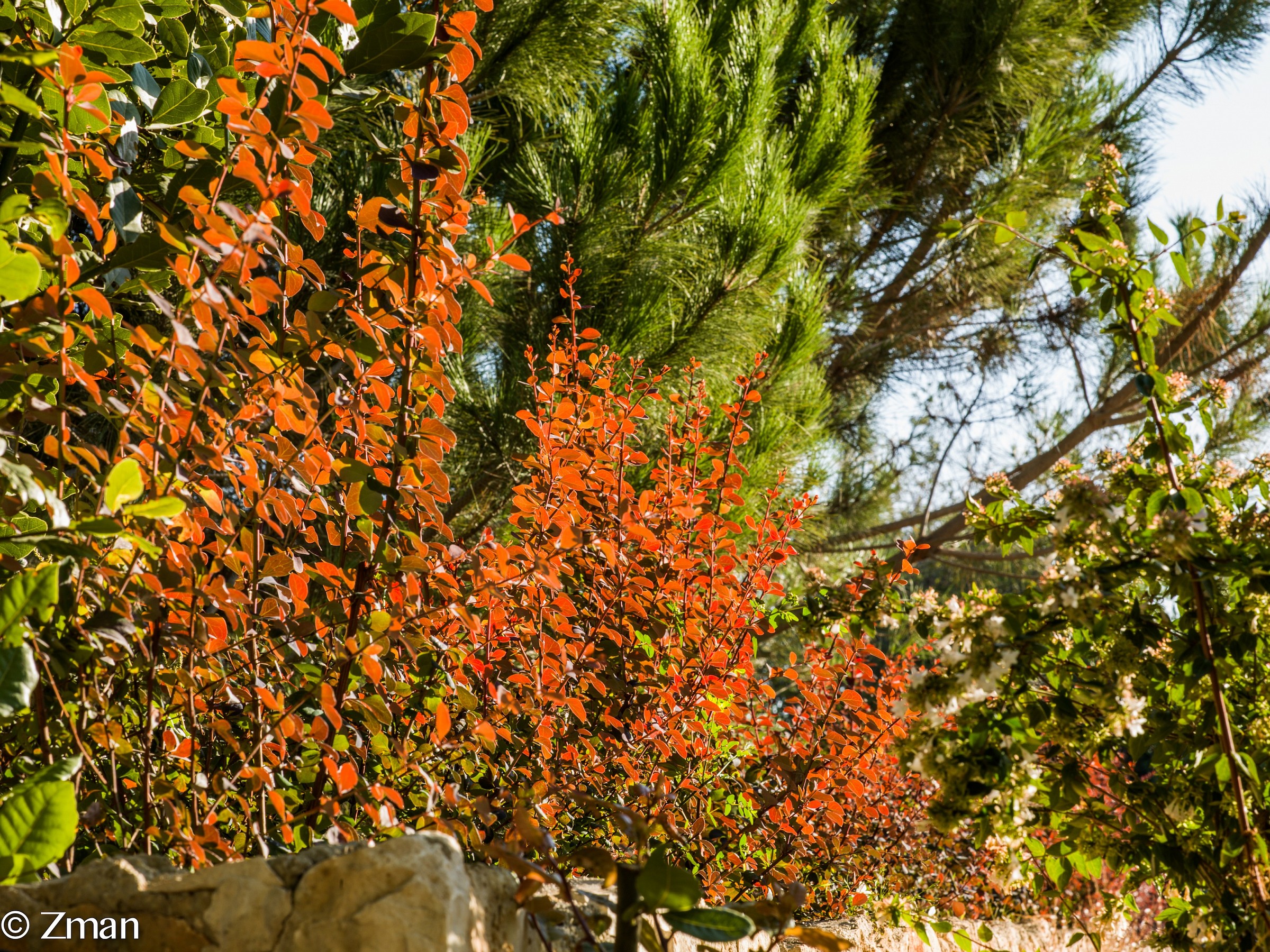 Fiamme di foglie rosse